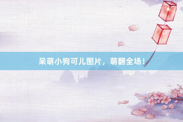 呆萌小狗可儿图片，萌翻全场！